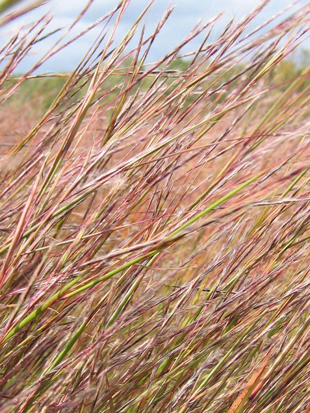 Little Bluestem